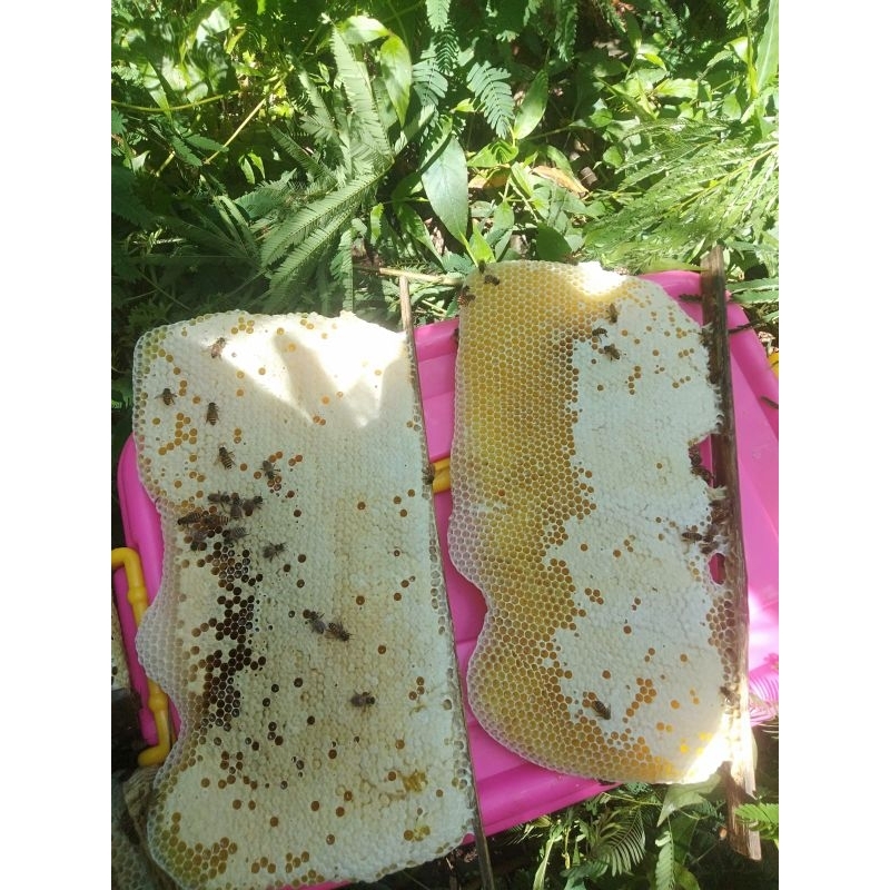 

Daaris Honey - Original Sarang dan Madu Cerana