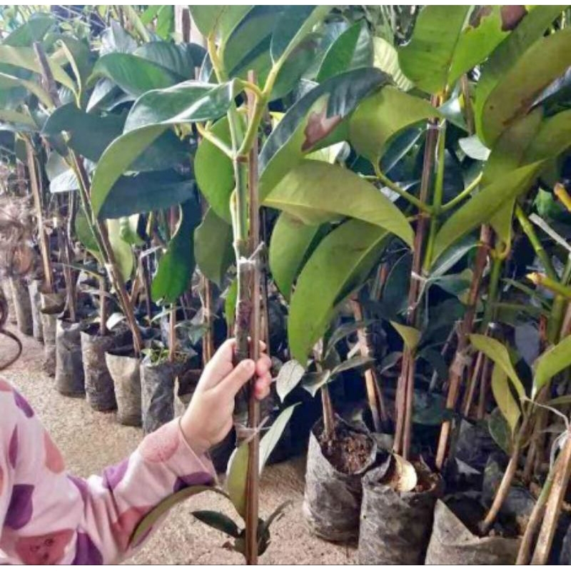 bibit manggis okulasi