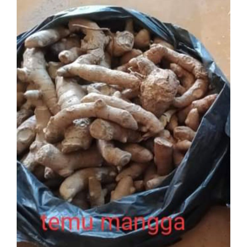 

TEMU MANGGA