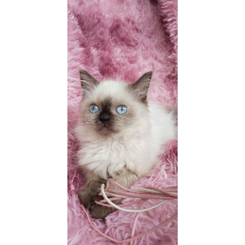 kucing Ragdoll