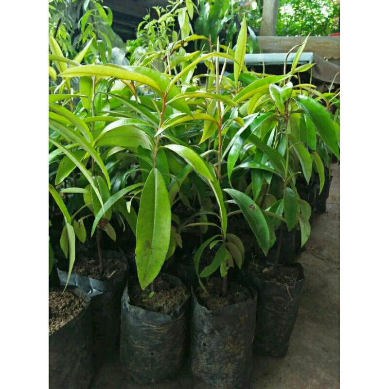 Bibit pohon kayu hitam eboni