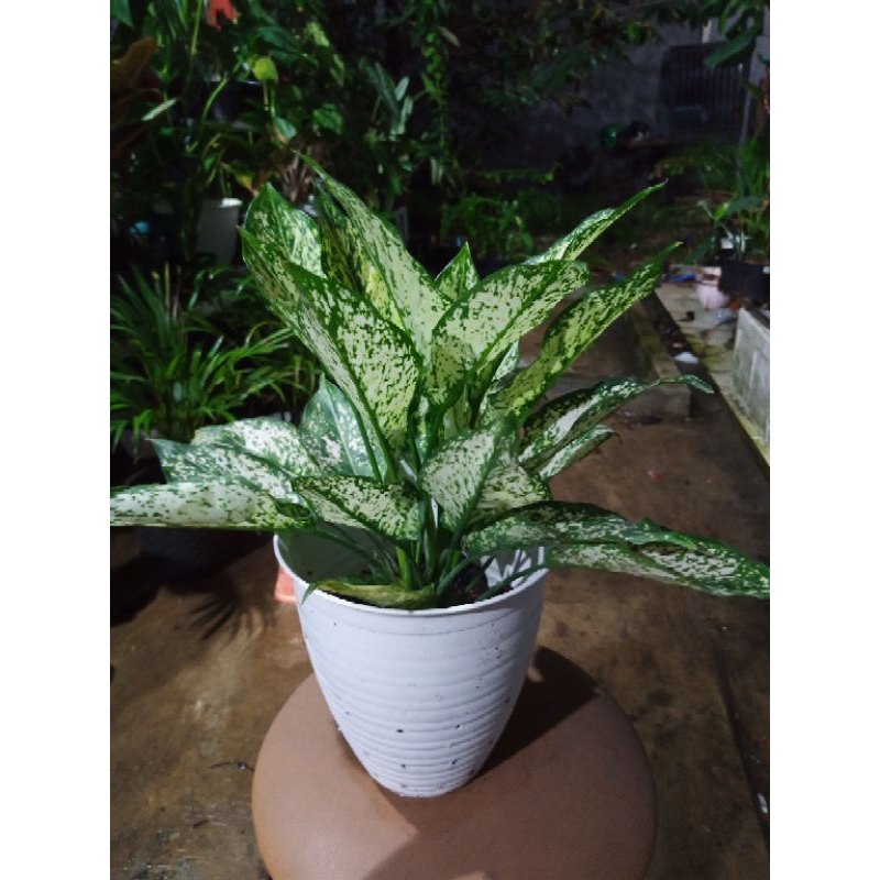 Aglonema snow white rumpun 2