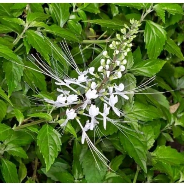 

Daun kumis kucing segar 100gram Bebas pestisida