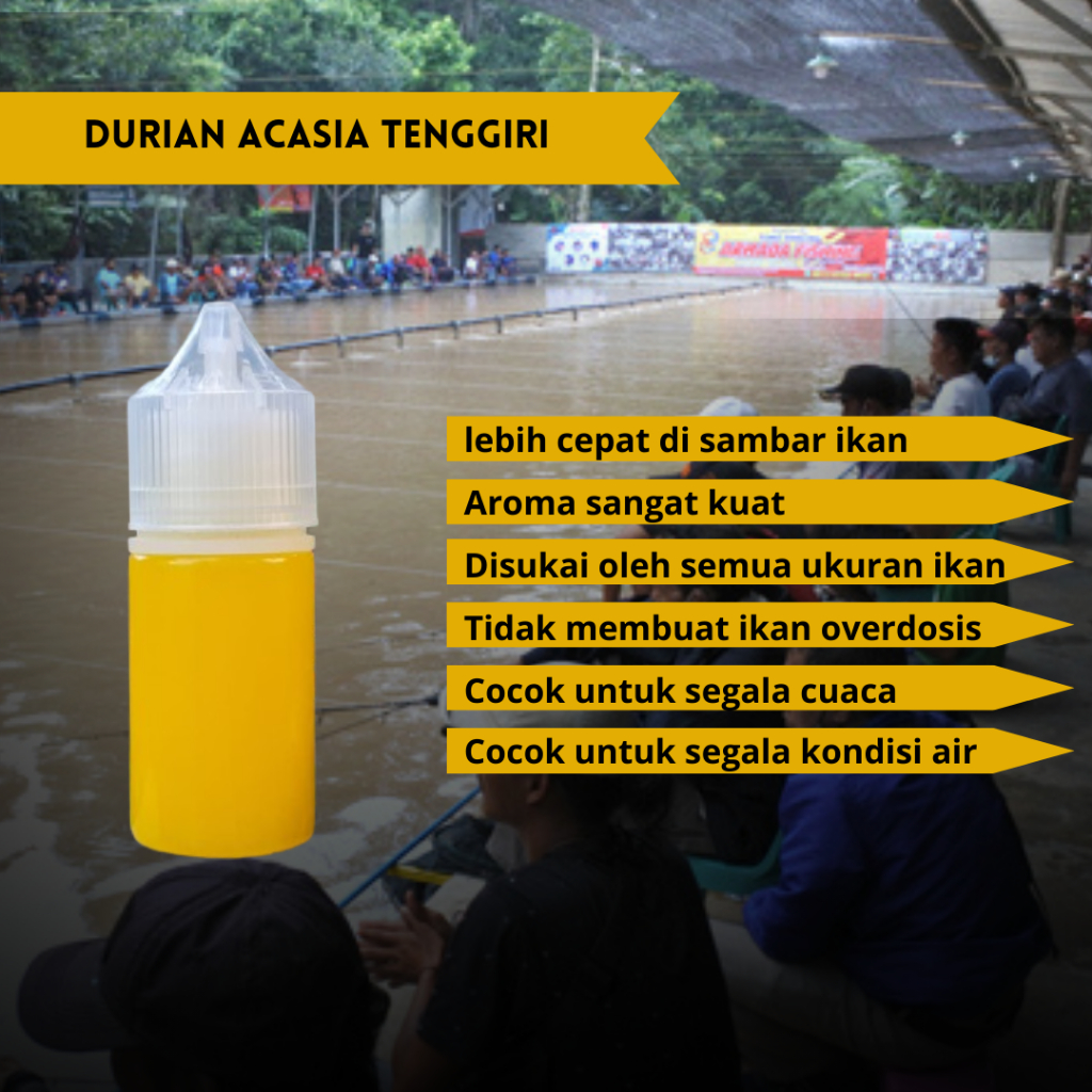 essen ikan mas terbaru durian acasia tenggiri paling bagus ampuh