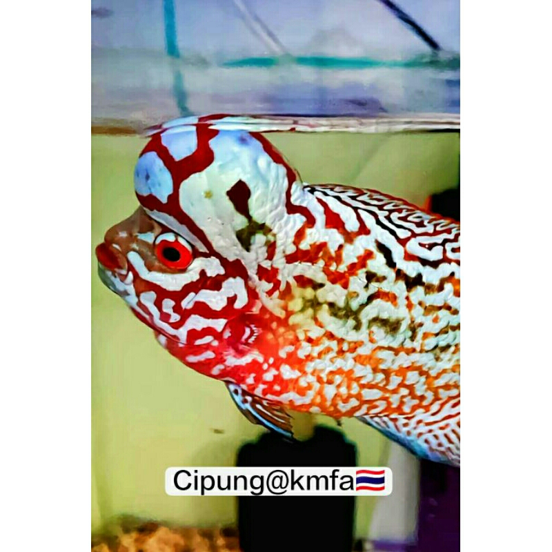 CPG09 BURAYAK LION KING KAMFA F2 THAILAND