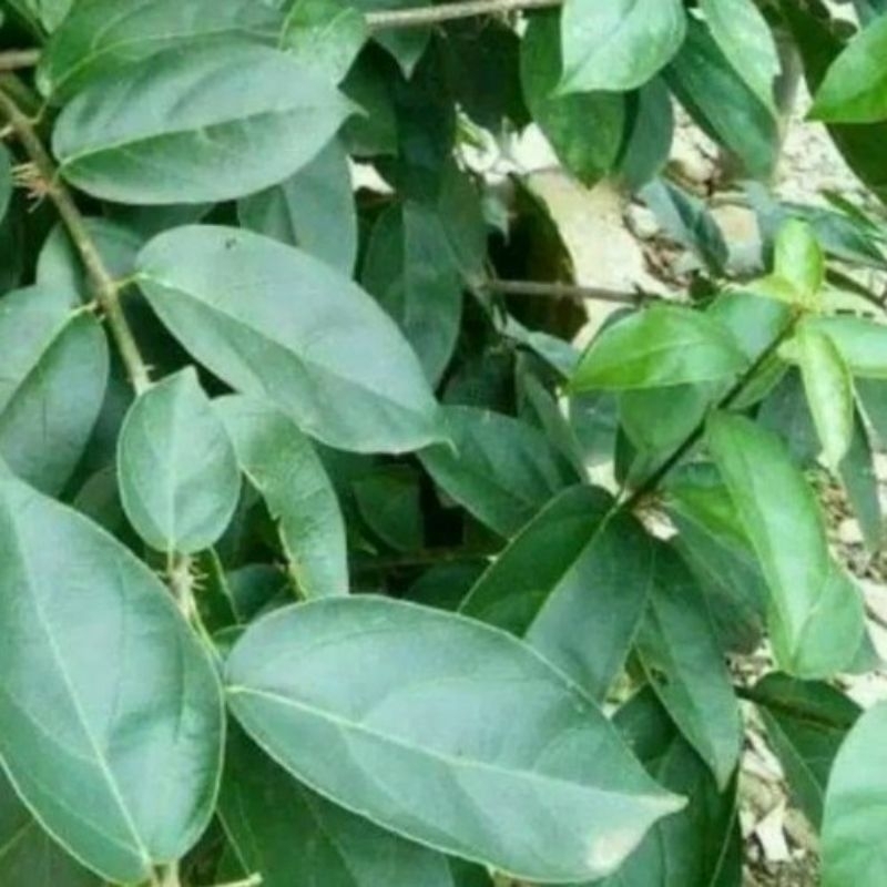 

1kg Daun Cincau Hijau / Cincau Perdu Organik