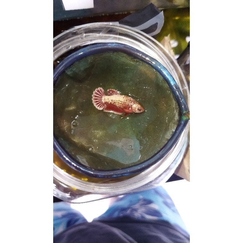 Ikan Cupang PK RGG Bahanan