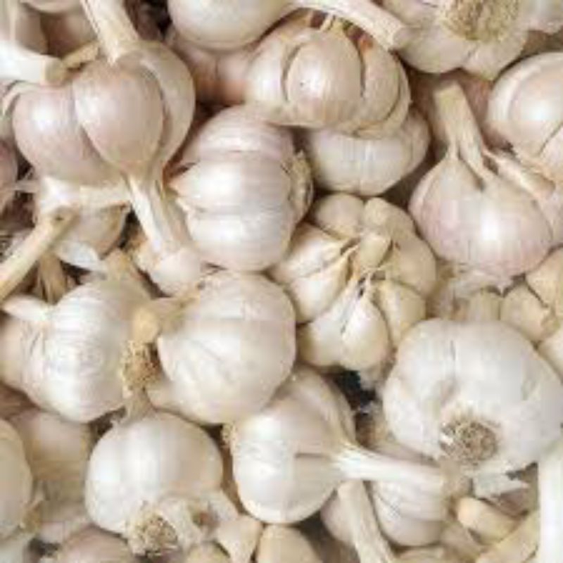 

bawang putih kating