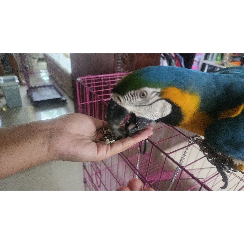 macaw blue and gold