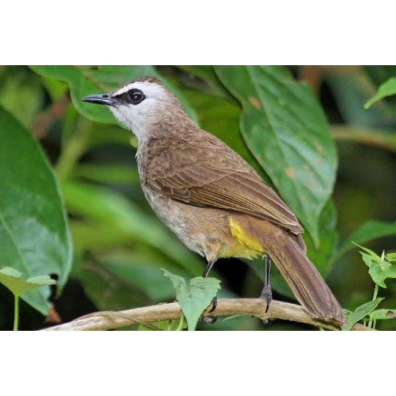 burung-trucukan