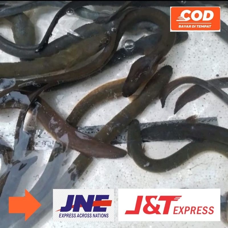 Ikan Sidat Hidup Bibit Sidat Ukuran 90 - 150 Gram/Ekor