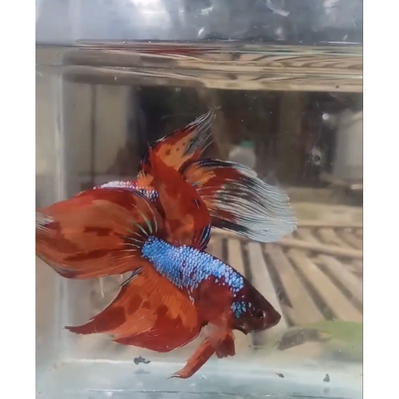 Cupang Veiltail Nemo Candy