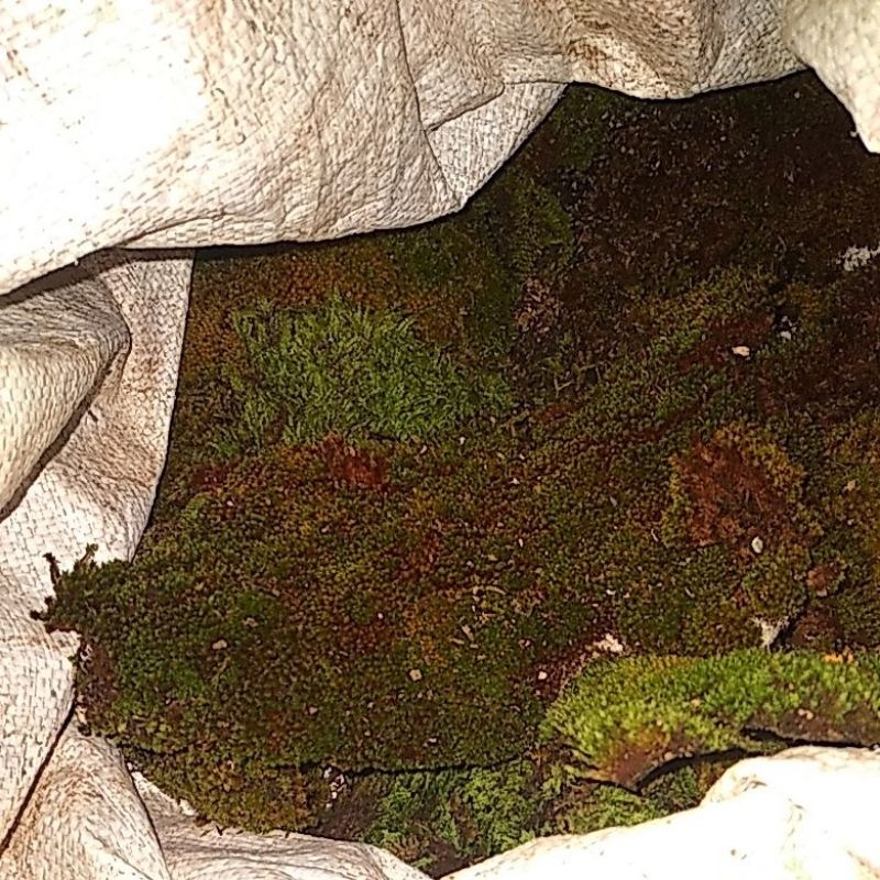 satu karung lumut hutan lempengan,,untuk media tanam dan hiasan taman