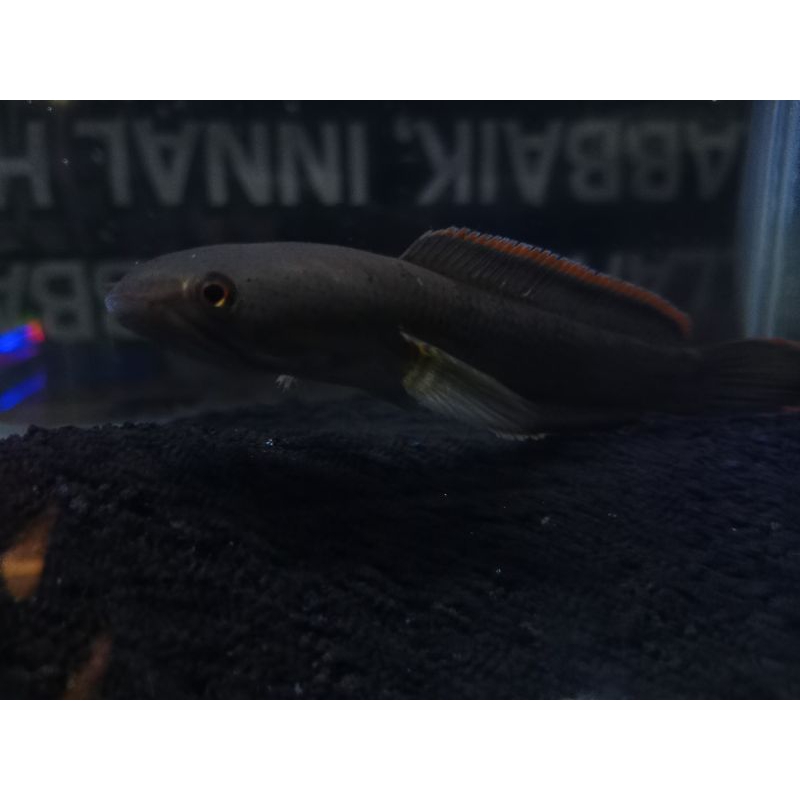 Channa Limbata lawu wc