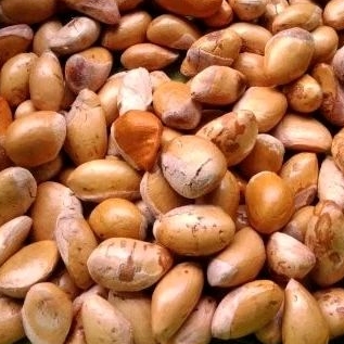 

Biji Durian asli Palembang