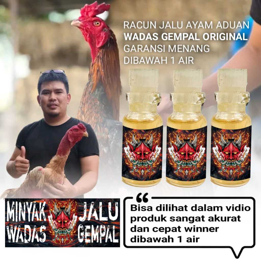 ayam bangkok asli pama pakhoy murah vitamin jago tarung racun jalu wadas gempal