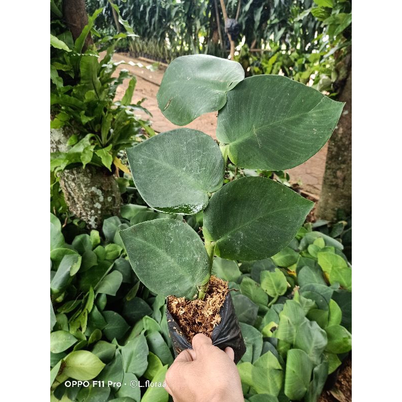 Tanaman rambat dolar / Tanaman Dolar Merambat Termurah / Pohon Dolar Rambat