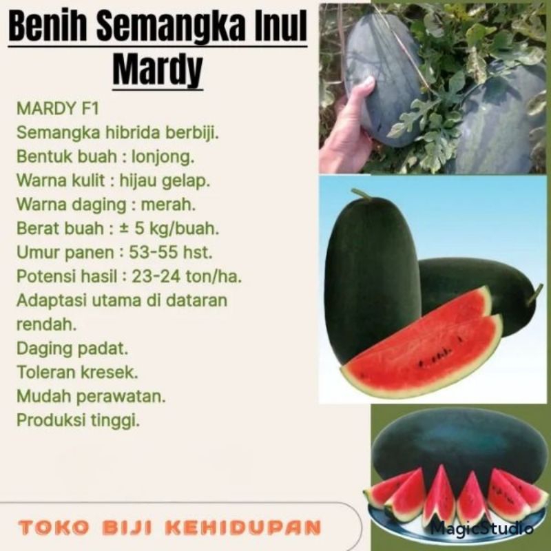 BIJI BENIH TANAMAN SEMANGKA INUL MARDY F1