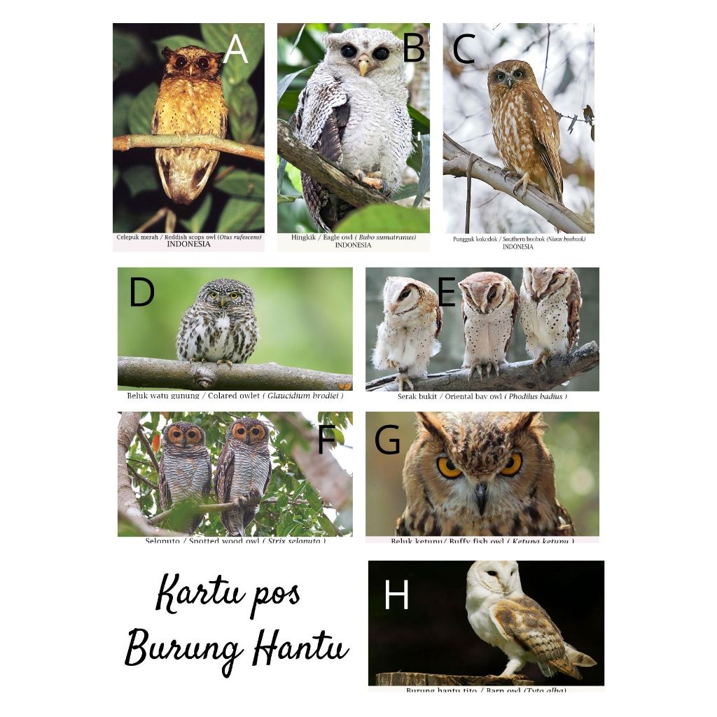 

MC- Kartu pos kartupos Burung Hantu / Indonesian Owl Postcard