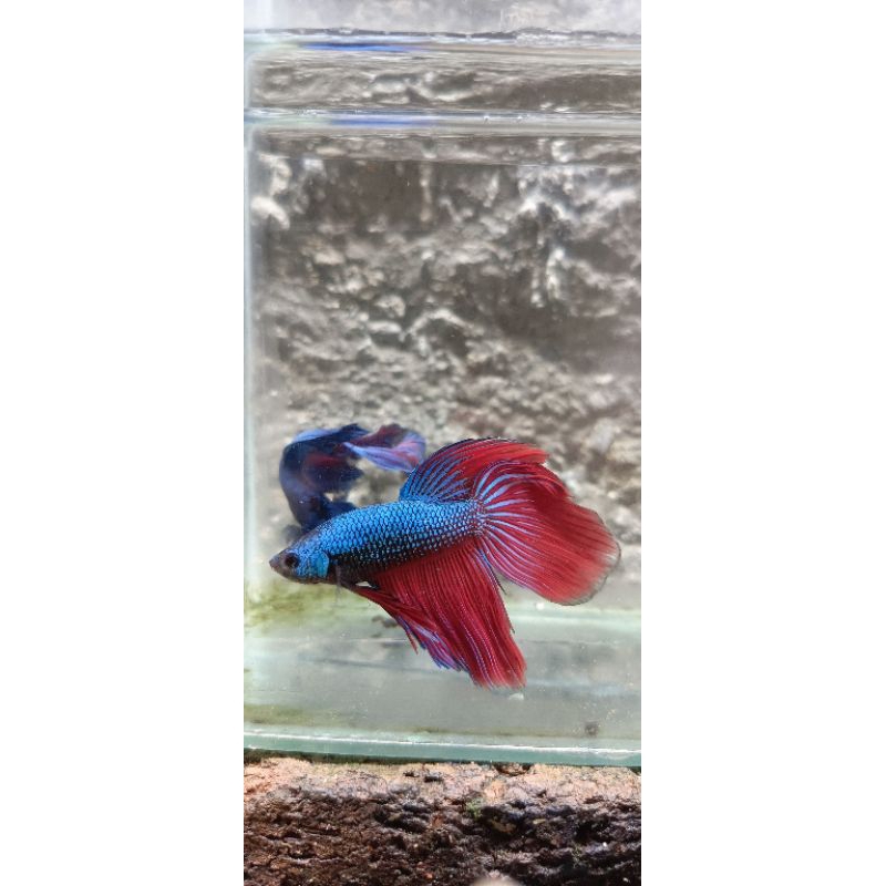 Cupang veiltail/slayer clasic green red