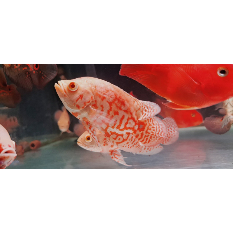 ikan oskar import albino