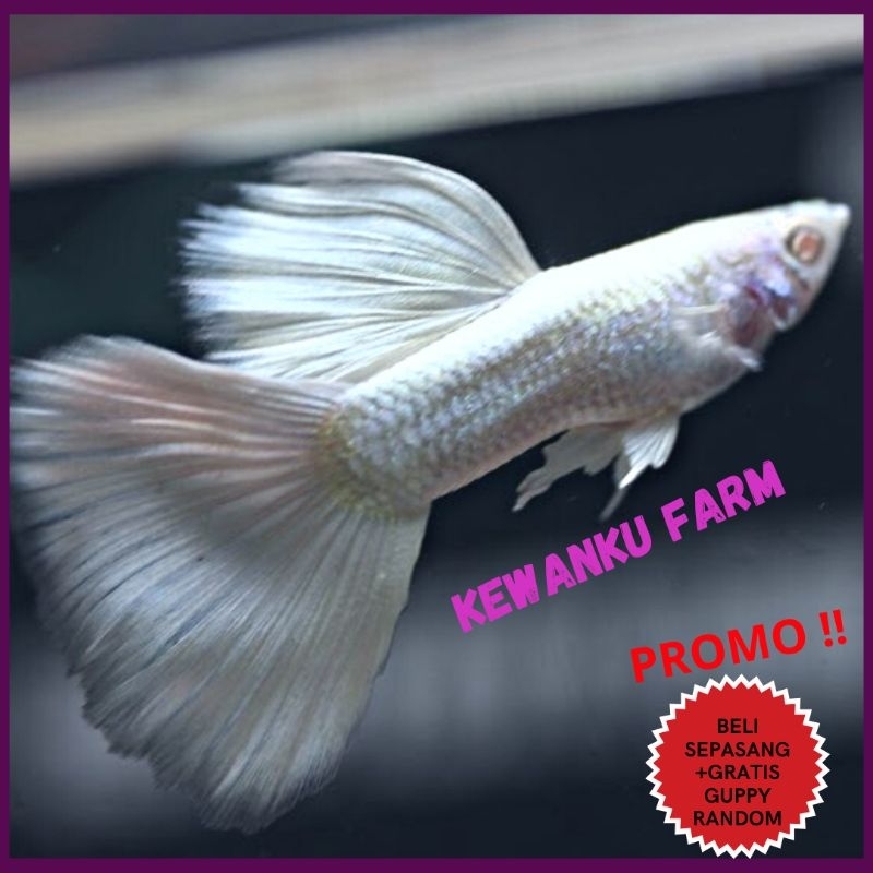 

Gambar Guppy Albino Full Platinum Grade A Sepasang