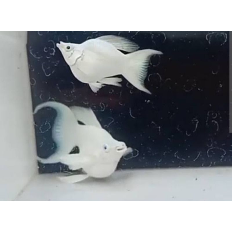 molly balon platinum lyretail