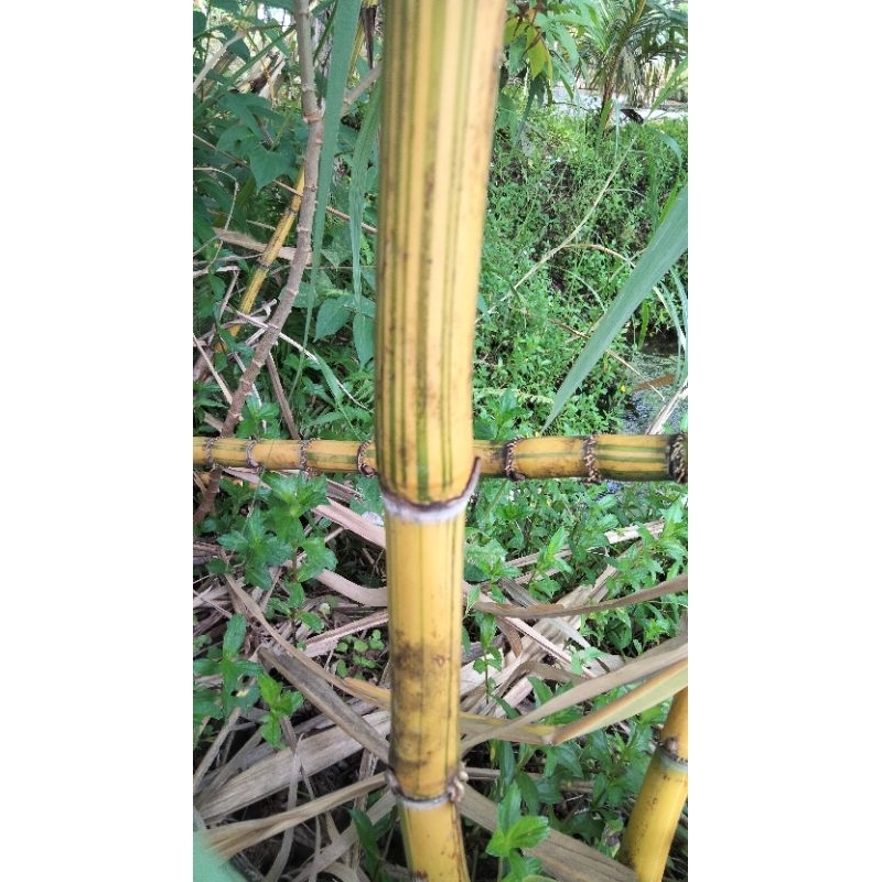 

tebu kuning 1 kg