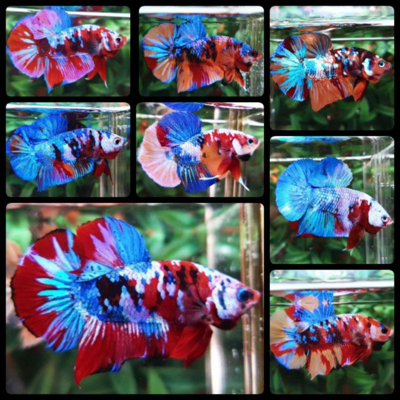 Ikan Cupang Koi Fancy Galaxi Multicolor