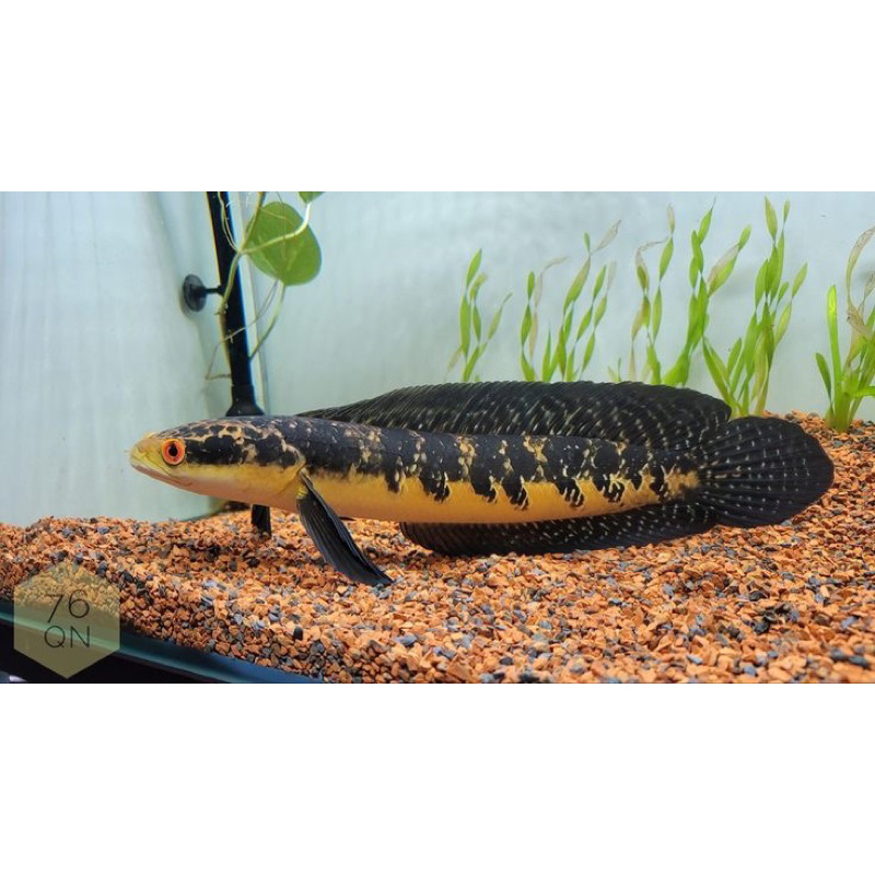 Channa Yellow  Sentarum