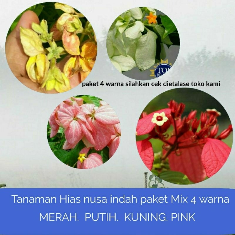 Tanaman Nusa Indah bunga kuning dan paket 3 warna nusa merah putih pink