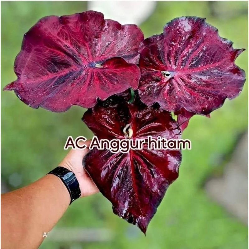 Tanaman Hias Keladi Anggur Hitam Bunga Hias Keladi Caladium Anggur Hitam Anakan Murah Merah BUKAN BO