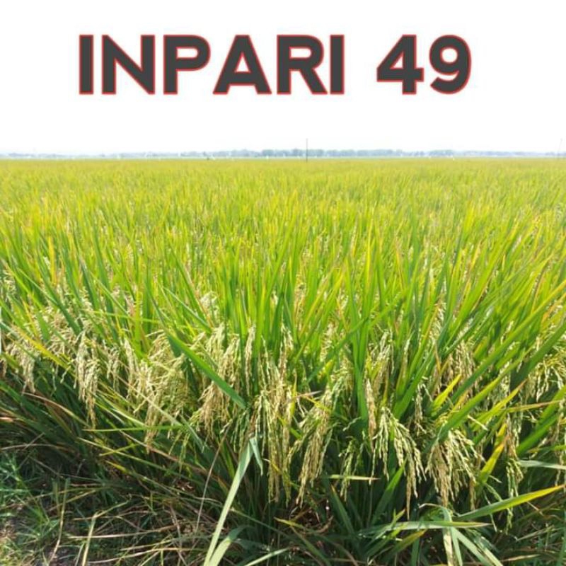 benih padi Inpari 49 jembar 5kg