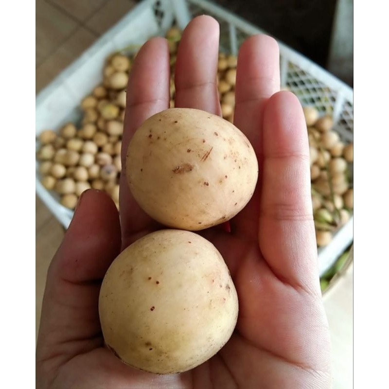 

DUKU PALEMBANG SUPER MANIS DAN SEGAR