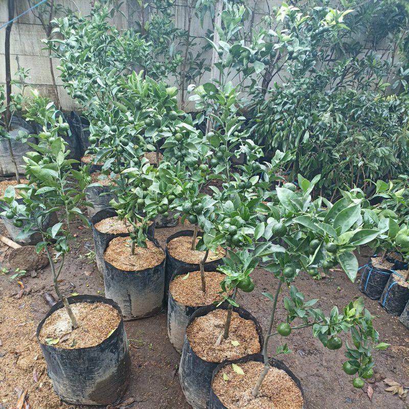 Indukan jeruk santang madu hijau berbuah lebat