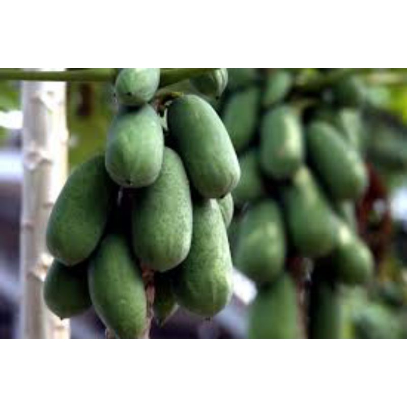 

Pepaya muda untuk sayur