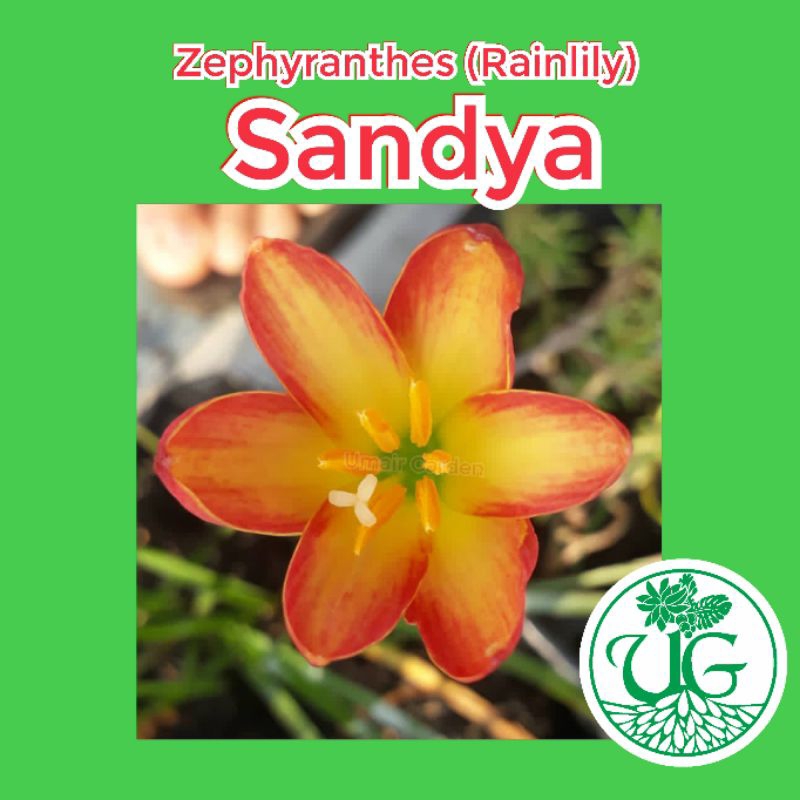 Umbi zephyranthes sandya( zephyranthes / Rain lily )