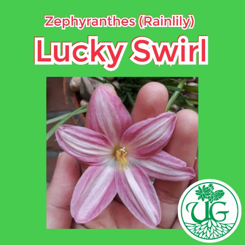 Umbi zephyranthes Lucky Swirl ( zephyranthes / Rain lily )