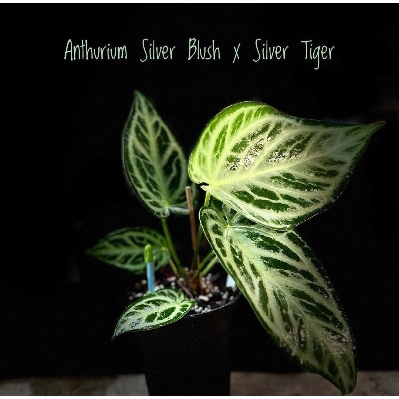 Tanaman Hias Anthurium Silver Blush X Silver Tiger Hybird