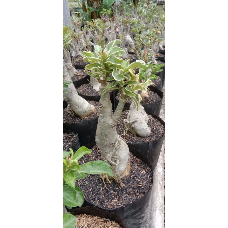 Adenium grafting varigata
