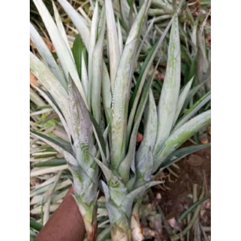 bibit nanas madu daun tanpa duri jumbo