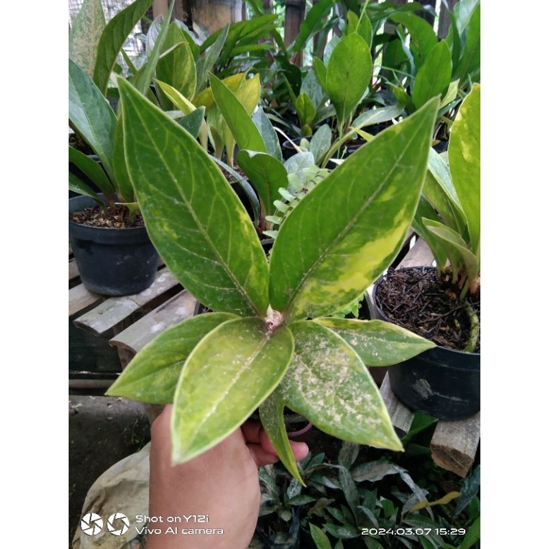 anturium jemani varigata cobtik split