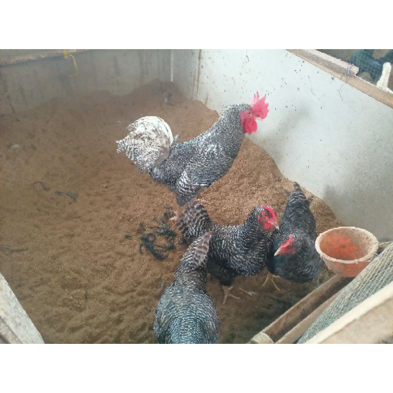 

TELUR AYAM BAREDROCK