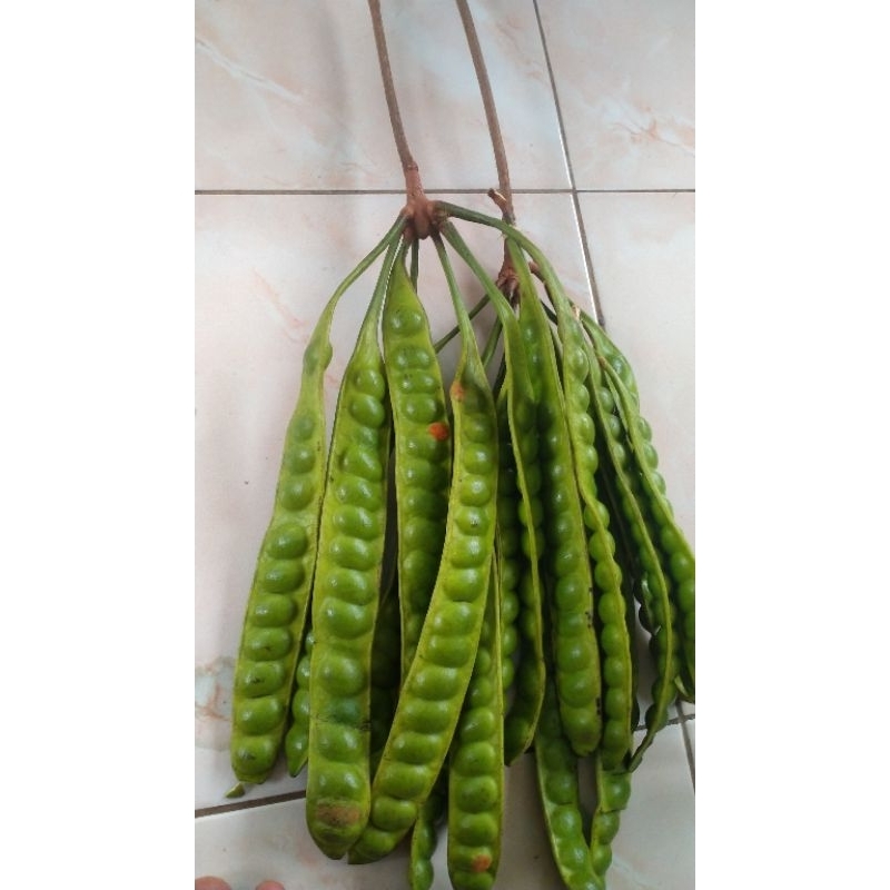 

Petai kwalitas super grade A