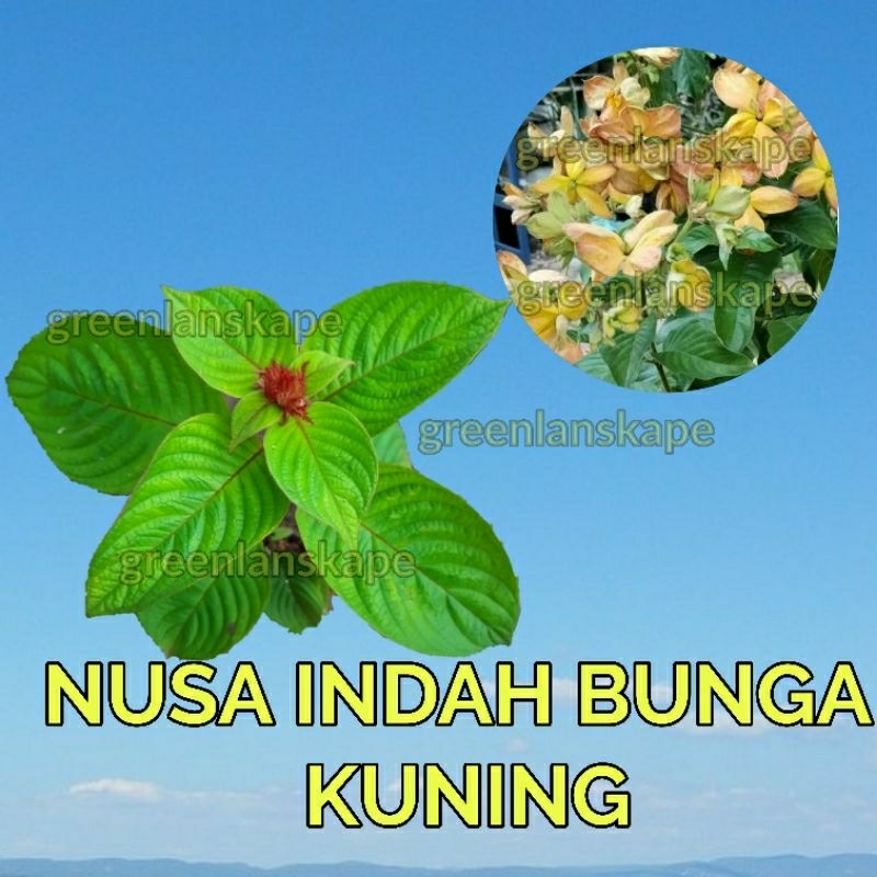 BISA COD Tanaman Nusa indah bunga kuning