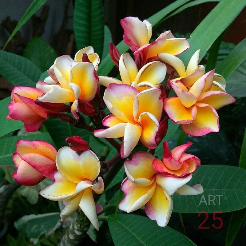 Plumeria Indonesian Rainbow Kamboja Bali Sudamala Tanaman Tumbuh Berakar Tinggi 1 Meter