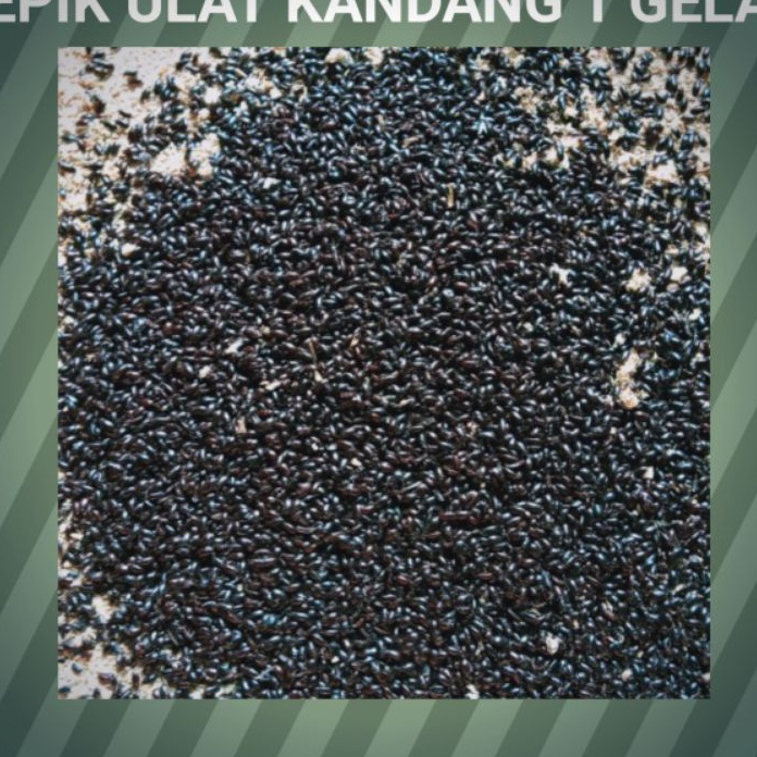 Beli Lebih Hemat Banyak kepik ulat kandang bibit ulat kandang 1 gelas