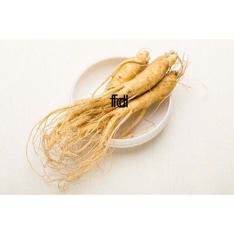 

ginseng Jawa segar 250gr