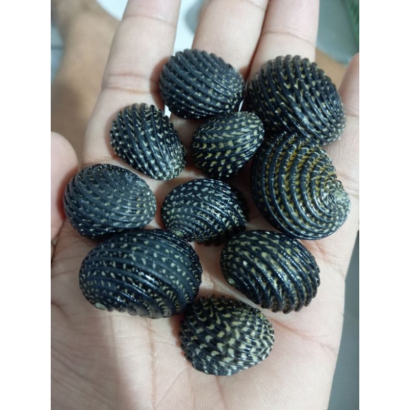 cangkang kerang Nerita Exuvia 1 pcs