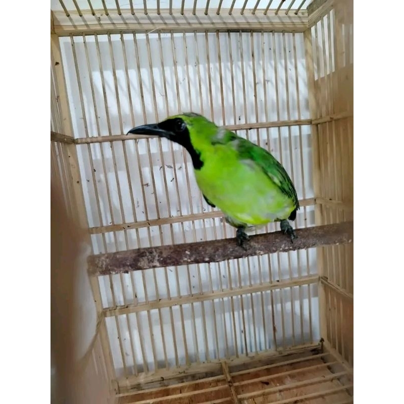 Burung cak ijo Nopeng Bondol kalimantan cucak hijau prospek rawatan